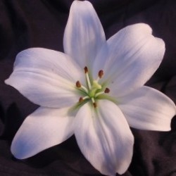 Lily